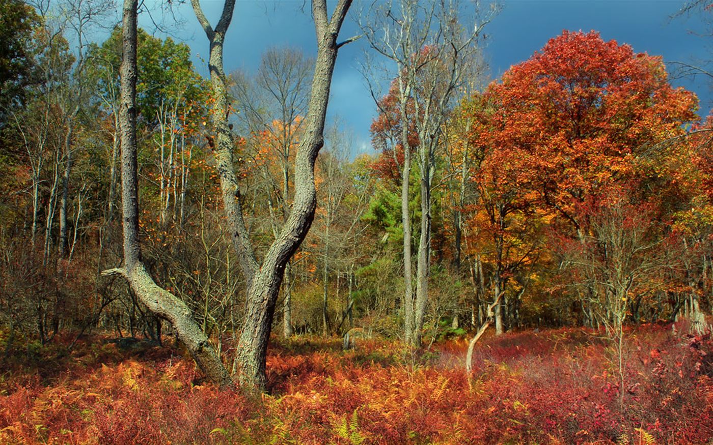 New England hardwood forest in autumn with a dense fern understory