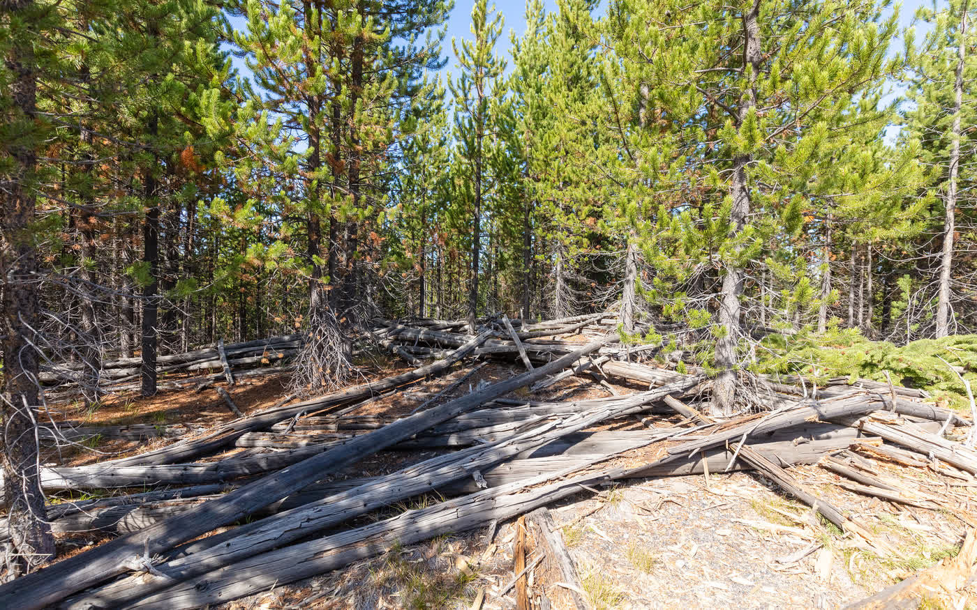 Before mulching: a conifer stand choked with young growth and jackstrawed deadfall
